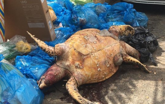 Tartaruga morta é deixada em lixo na Praia de Buracão