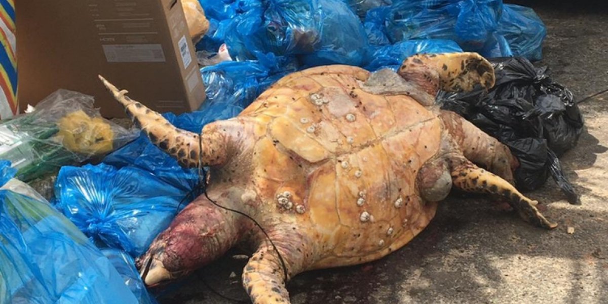 Tartaruga morta é deixada em lixo na Praia de Buracão