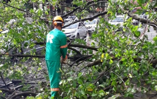 Árvore cai na Avenida Centenário e deixa parte da via interditada