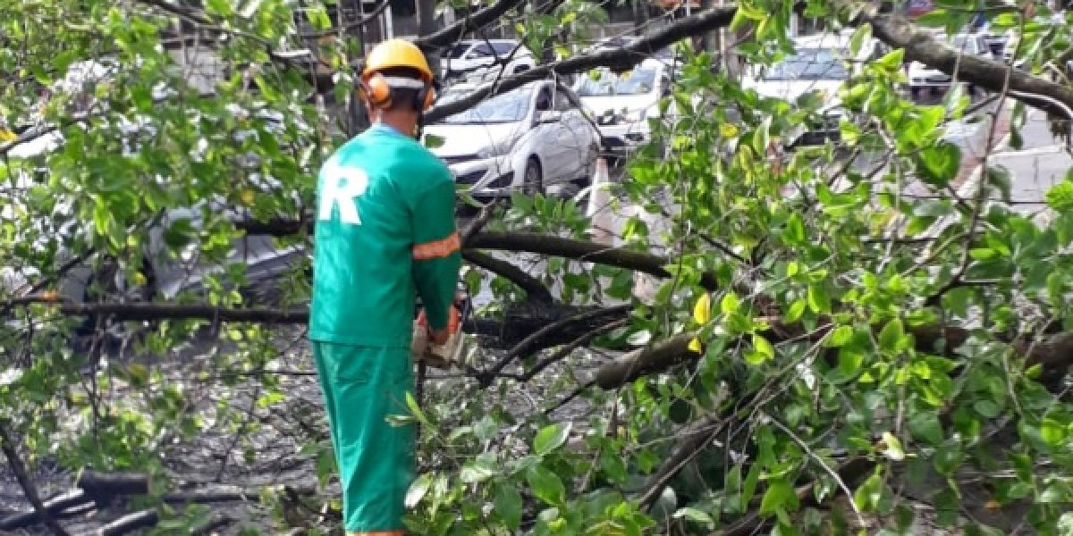 Árvore cai na Avenida Centenário e deixa parte da via interditada