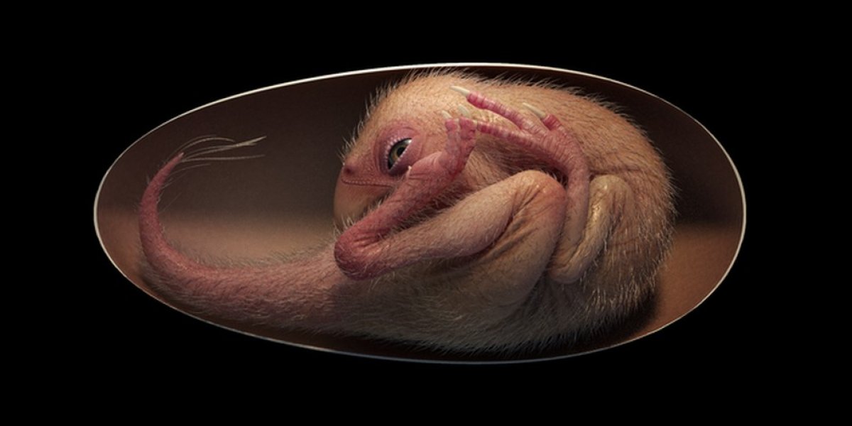Cientistas chineses encontram fóssil de embrião de dinossauro dentro do ovo