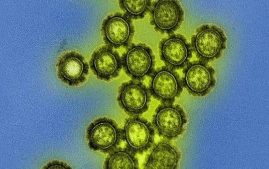 Casos de gripe H3N2 já chegaram a 17 estados e ao Distrito Federal