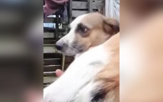 Preta Gil faz apelo por ajuda a ONGs de animais do sul da Bahia