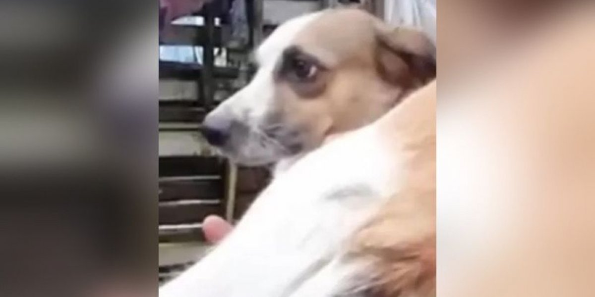 Preta Gil faz apelo por ajuda a ONGs de animais do sul da Bahia