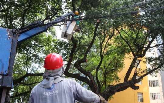 Cerca de 30 mil serviços de poda de árvores foram realizados em Salvador em 2021