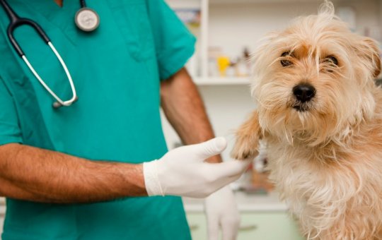 Obras do 1º Hospital Público Veterinário de Salvador serão autorizadas na sexta