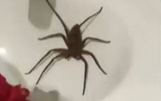 Mãe e filho são internados após picada de aranha em Salvador