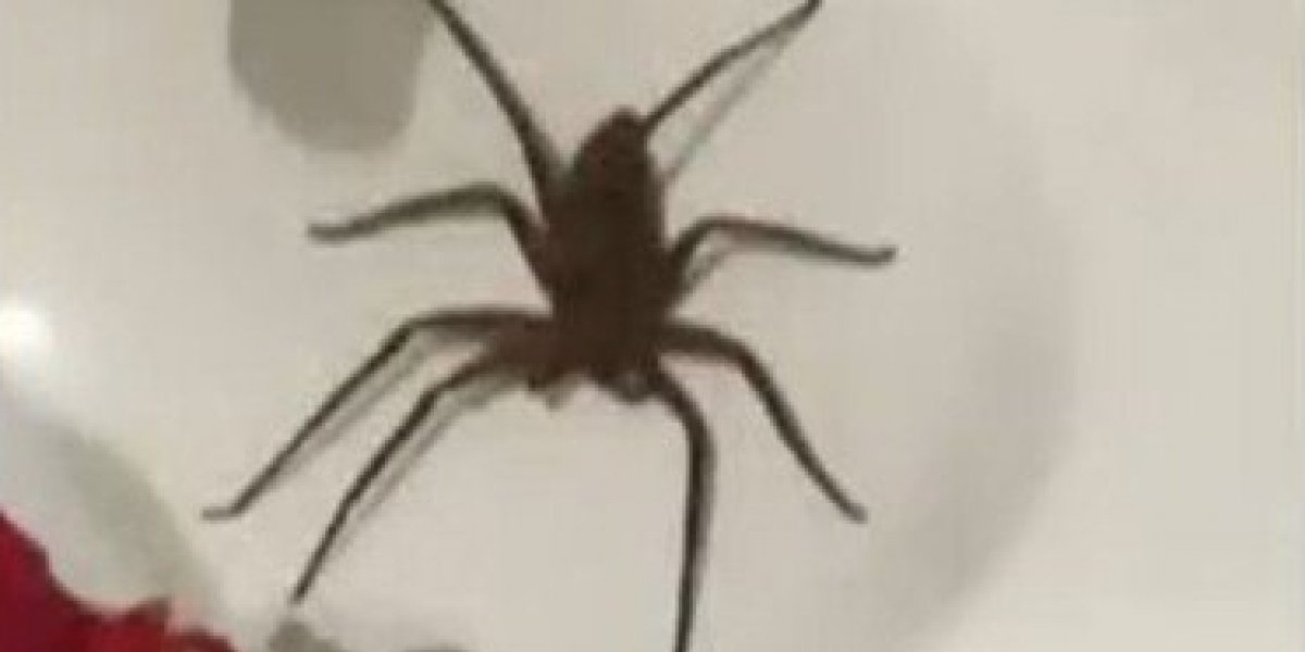 Mãe e filho são internados após picada de aranha em Salvador