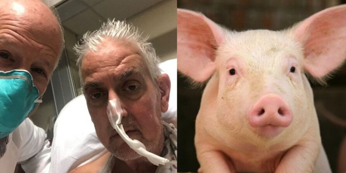EUA: Homem se recupera após transplante com coração de porco
