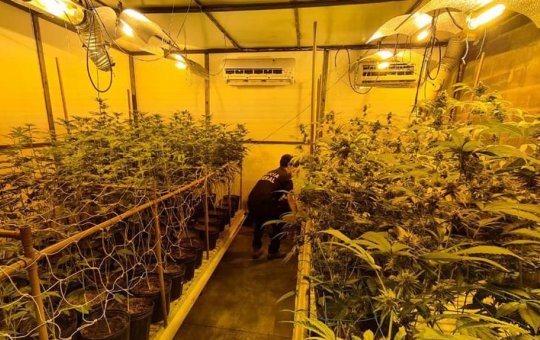 PF fecha estufa clandestina usada para cultivo de maconha, em Londrina