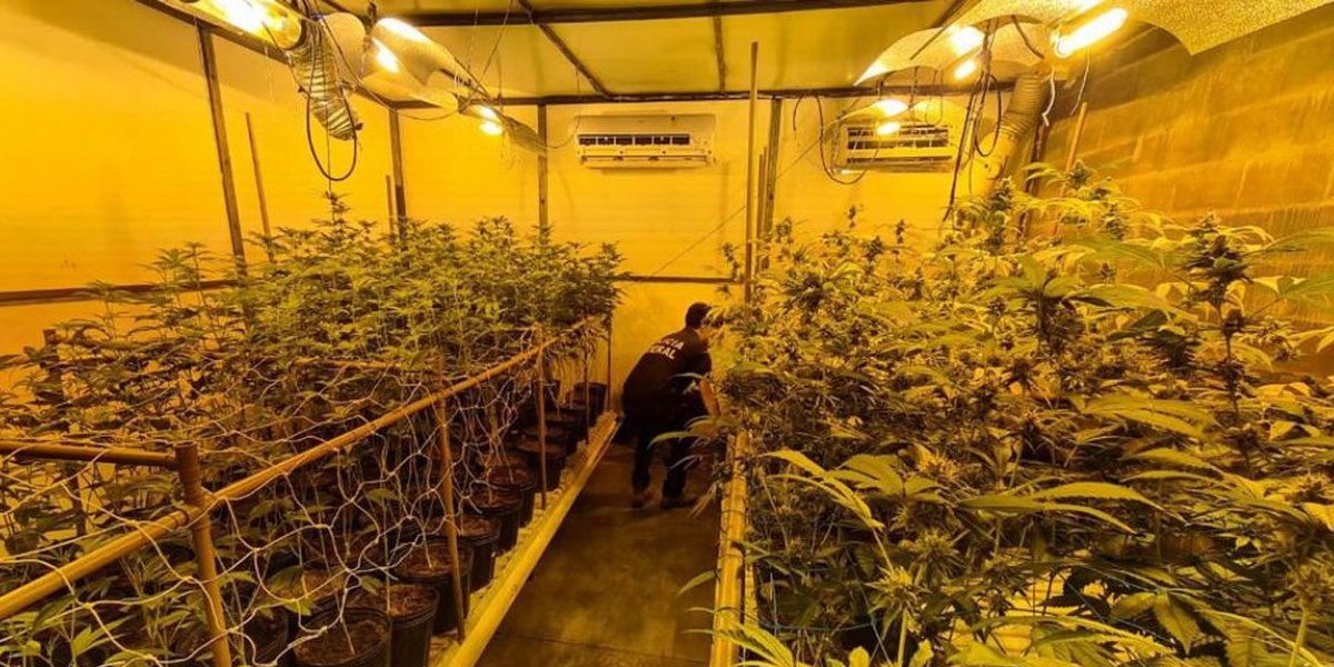 PF fecha estufa clandestina usada para cultivo de maconha, em Londrina