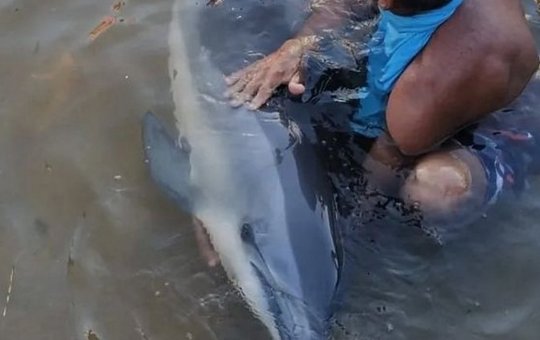 Golfinho encontrado no Rio Vermelho morre por síndrome de estresse