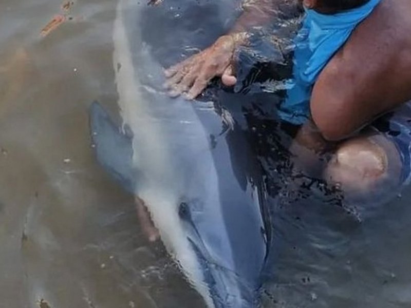 Golfinho encontrado no Rio Vermelho morre por síndrome de estresse