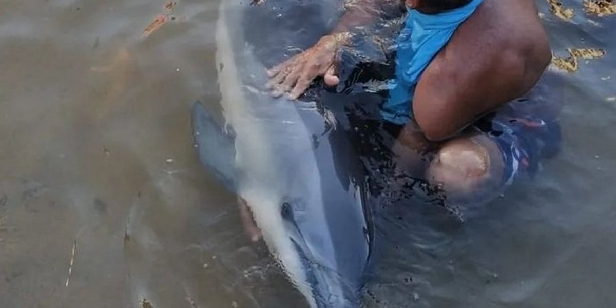 Golfinho encontrado no Rio Vermelho morre por síndrome de estresse