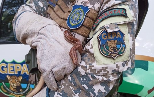 Cobra é encontrada numa encomenda em Correios de Camaçari