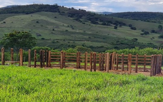Idoso morre após ataque de abelhas em Itiruçu