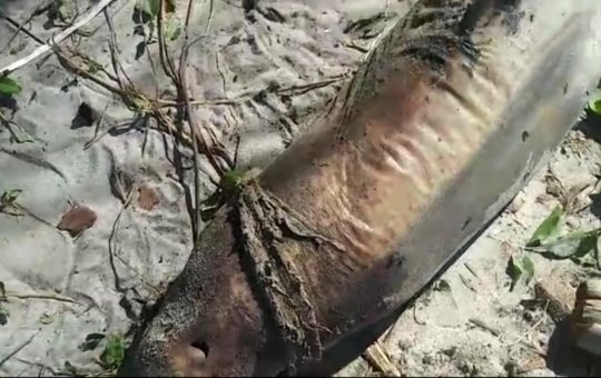  Animal ameaçado de extinção é encontrado morto no sul da Bahia