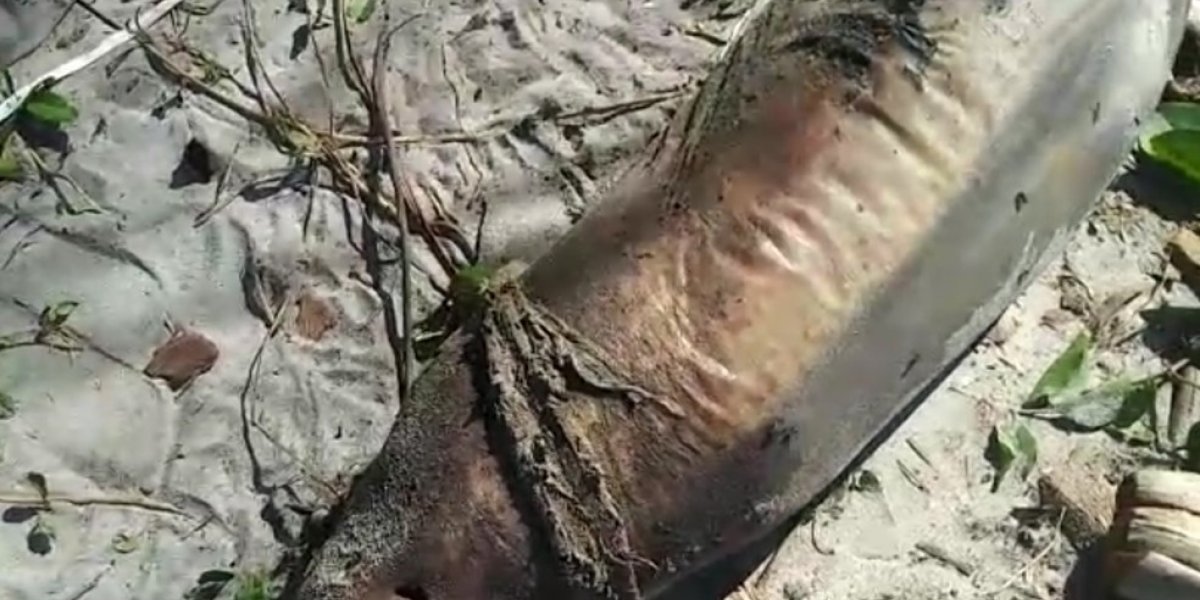 Animal ameaçado de extinção é encontrado morto no sul da Bahia