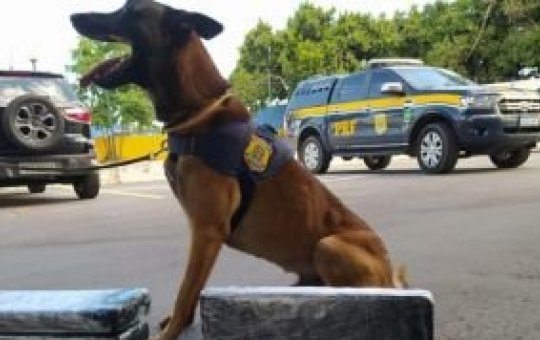 Cão farejador encontra 21,3 kg de maconha e 4 kg de cocaína em Conquista