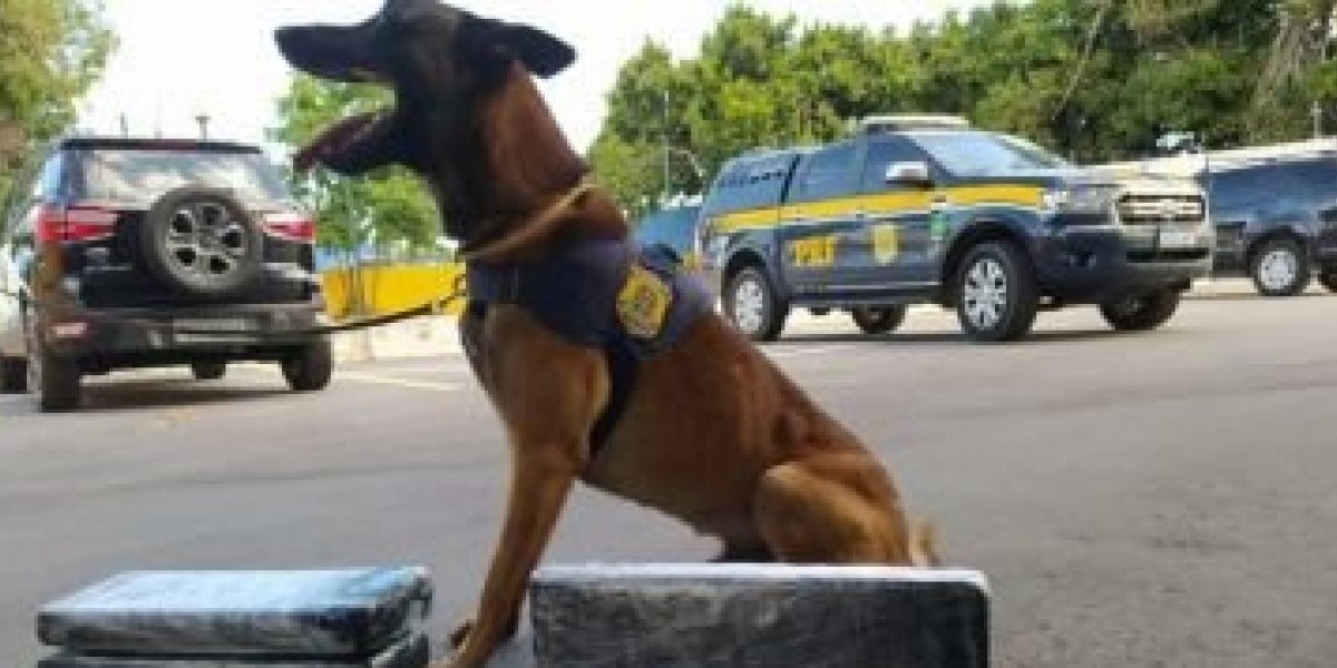 Cão farejador encontra 21,3 kg de maconha e 4 kg de cocaína em Conquista