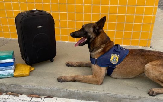Jovem é preso em ônibus após cão farejador encontrar drogas, na Bahia