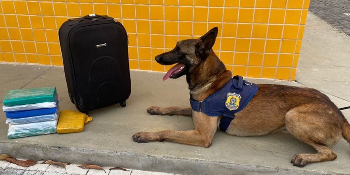 Jovem é preso em ônibus após cão farejador encontrar drogas, na Bahia
