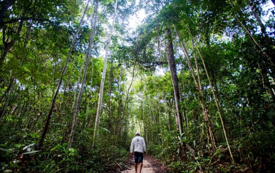 Ibama define combate ao desmatamento na Amazônia como prioridade