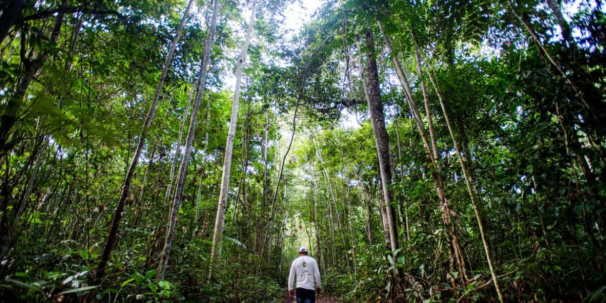 Ibama define combate ao desmatamento na Amazônia como prioridade