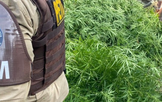 Mulher é presa por cultivo de maconha em casa abandonada na Bahia