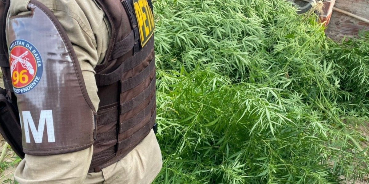 Mulher é presa por cultivo de maconha em casa abandonada na Bahia