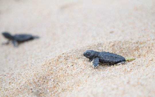 Prefeitura e Projeto Tamar iniciam ação de proteção a tartarugas marinhas