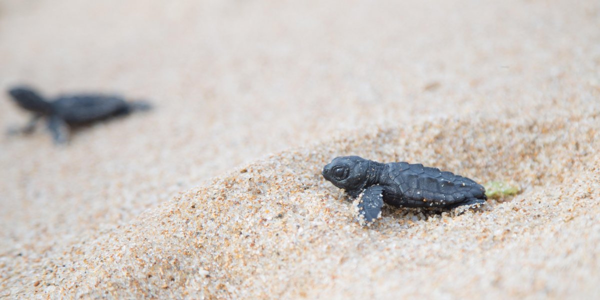 Prefeitura e Projeto Tamar iniciam ação de proteção a tartarugas marinhas