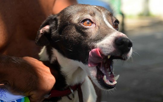 Cães e gatos podem receber vacina antirrábica no Campo da Pronaica nesta sexta