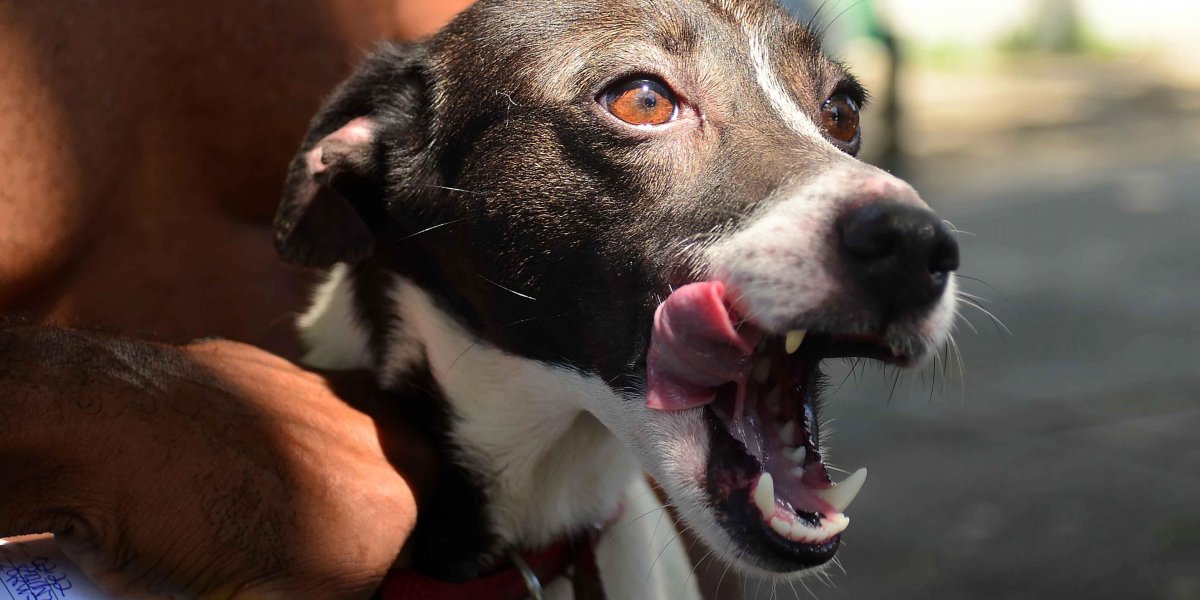 Cães e gatos podem receber vacina antirrábica no Campo da Pronaica nesta sexta