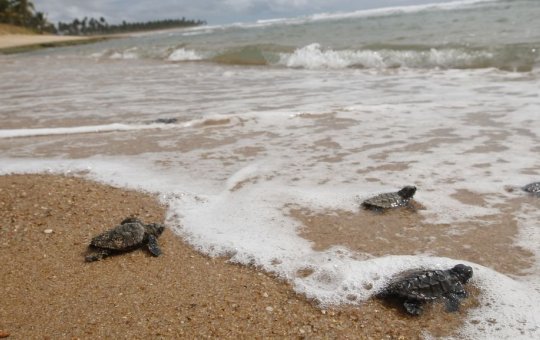 Projeto (A)Mar solta filhotes de tartaruga marinha em praia de Ilhéus