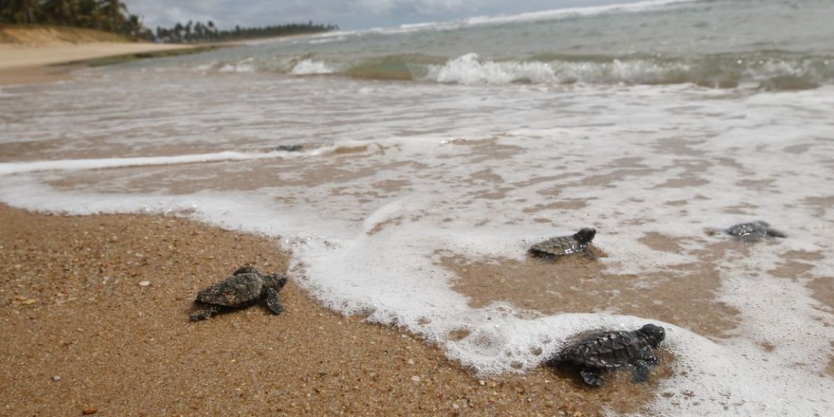 Projeto (A)Mar solta filhotes de tartaruga marinha em praia de Ilhéus