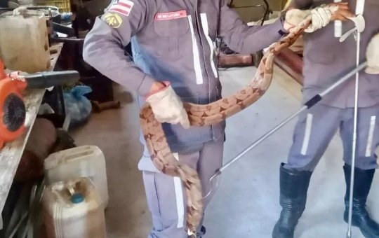 Cobra é resgatada em depósito de centro de eventos em Luís Eduardo Magalhães