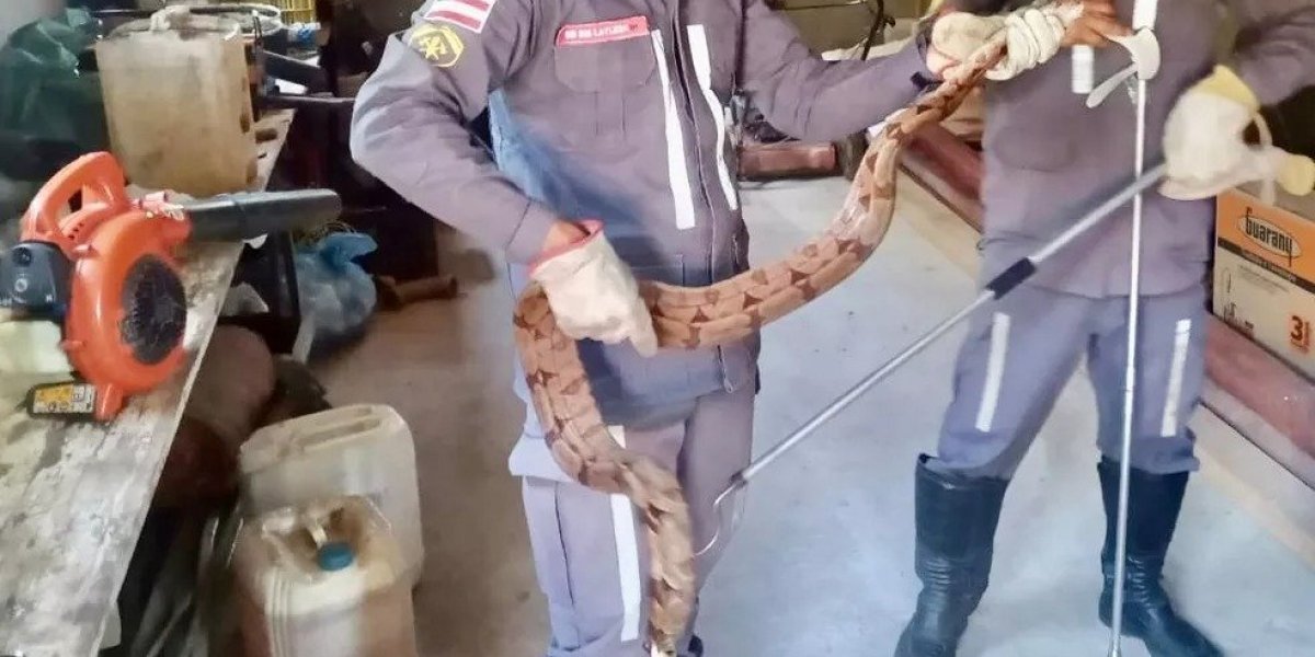 Cobra é resgatada em depósito de centro de eventos em Luís Eduardo Magalhães