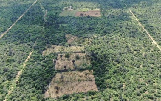 Polícia incinera 30 mil pés de maconha em Juazeiro; seis pessoas foram presas