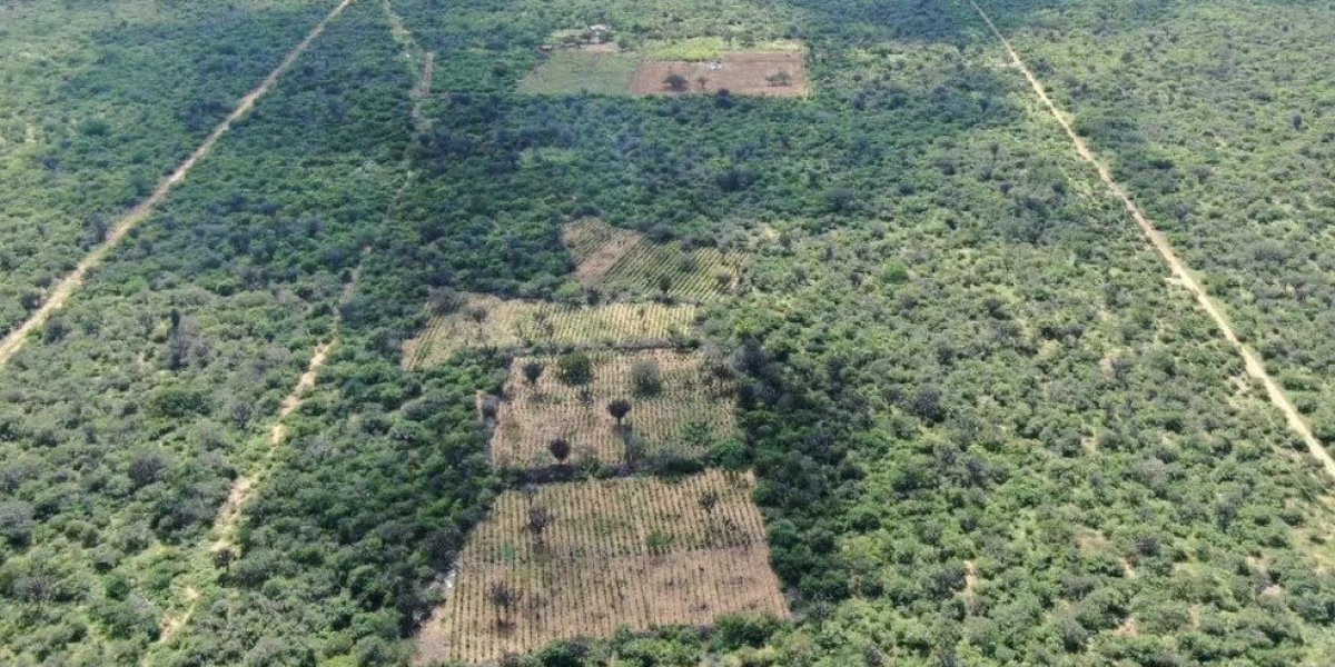 Polícia incinera 30 mil pés de maconha em Juazeiro; seis pessoas foram presas
