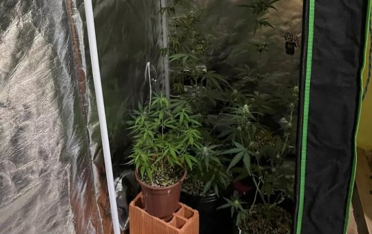 Homem é preso em Santo Antônio de Jesus com estufa de maconha em apartamento