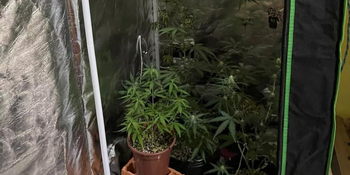 Homem é preso em Santo Antônio de Jesus com estufa de maconha em apartamento