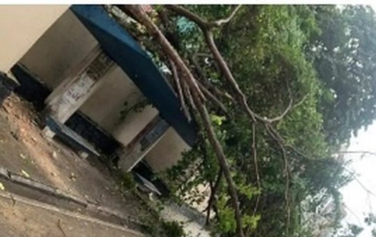 Árvore cai e causa bloqueio na Estrada da Rainha, em Salvador