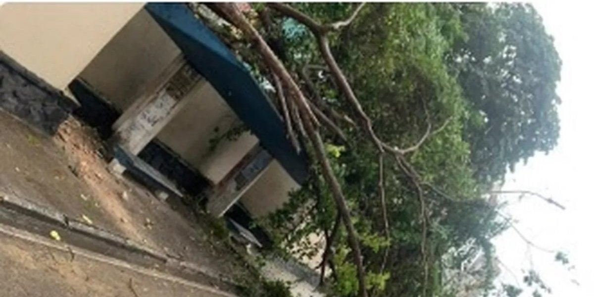 Árvore cai e causa bloqueio na Estrada da Rainha, em Salvador