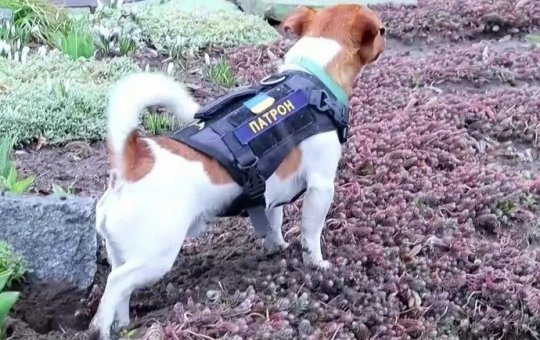 Vídeo: Cão farejador ajuda exército ucraniano a encontrar explosivos