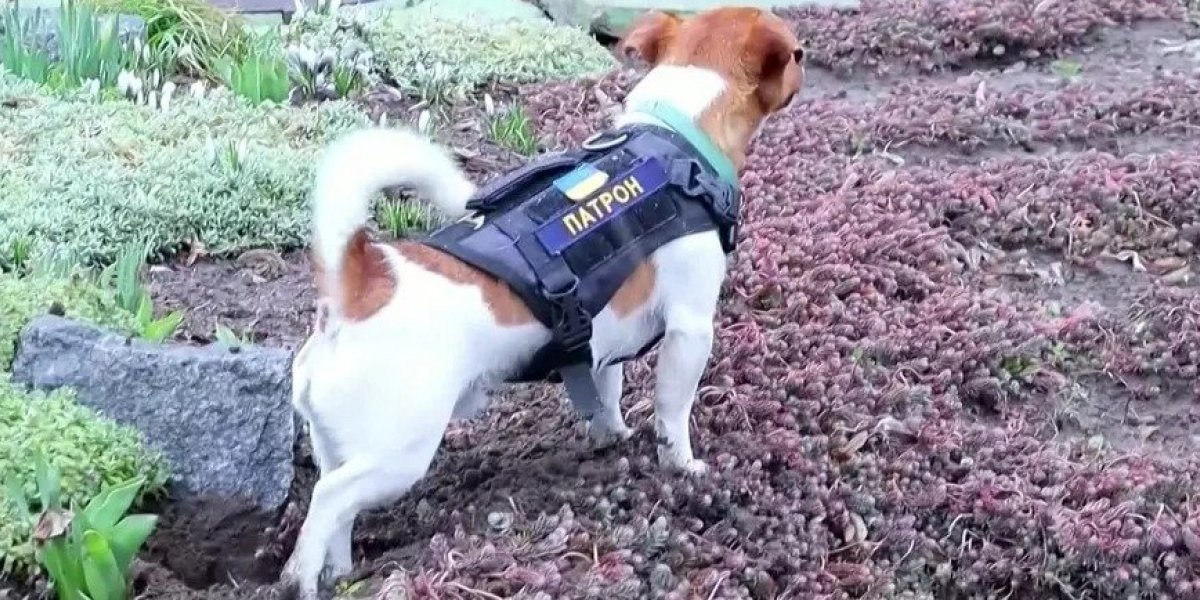 Vídeo: Cão farejador ajuda exército ucraniano a encontrar explosivos