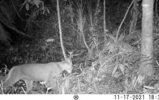 Onça-parda é vista em área onde era considerada extinta no Rio de Janeiro