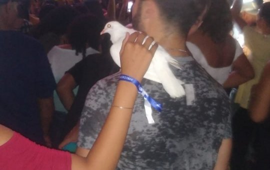 Pomba não voa em tentativa de homenagem a Paulinha Abelha e viraliza na web