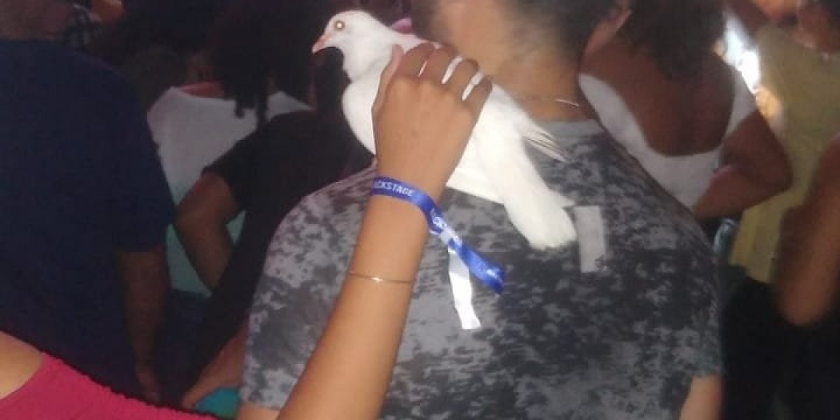 Pomba não voa em tentativa de homenagem a Paulinha Abelha e viraliza na web