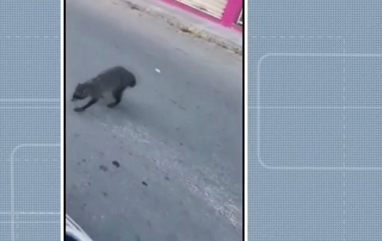 Guaxinim é flagrado em rua de Capim Grosso mas morre após resgate da GCM